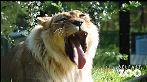 Feeling sleepy? 💤 Plan your trip to the zoo and enjoy a walk around our 55-acre site with out of this world panoramic views at our new Kingdom of the Barbary lion! Plan a visit to the zoo with a view - tickets are discounted if you book online! www.belfastzoo.co.uk | Belfast Zoo