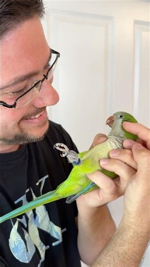 Everything I Taught a Quaker Parrot in 30 Days!