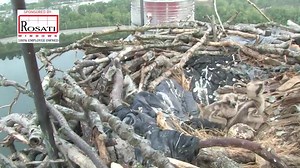 Two of the three eggs hatched in the Osprey nest. This morning we got to watch momma feed them fish! | Kurt Ludlow TV