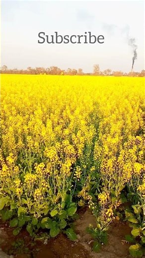 Village 🏡 status 🌱🌾#nature #village