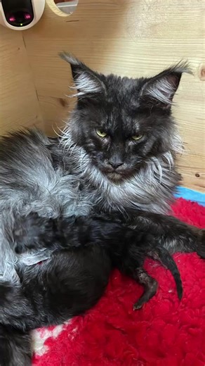 1.7K views · 36 reactions | ✨ Les petits trésors Black Smoke sont...