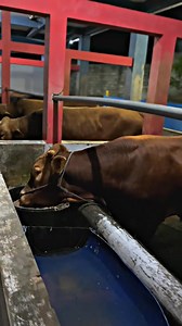 Albaqoroh_farm | Blantik milenial