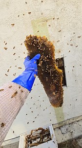 Incredible 1 Year Old Beehive Rescue! For Bee Rescue Service Call: 626-487-6052 I tackled an incredible hive removal in Cerritos, CA, and this one didn’t disappoint! The comb stretched from a tiny hole all the way up, filled with golden honey and brood nestled in the center. The bees were buzzing around me, drawn to my body heat as I carefully removed the hive piece by piece. It’s always rewarding to relocate these hardworking ladies safely and give their hive a second chance in a new home. 🐝🍯