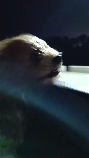 Night drives and floppy ears. #music #nostalgia #funny