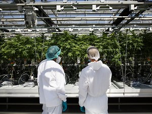 'We were told to keep cultivating, keep doing our jobs': CannTrust lays off 20% of its workforce, 180 jobs
