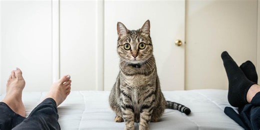 Man evicts girlfriend from his house after she ‘kicked out’ their cat