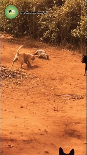 Dogs vs Monitor Lizard: Intense Backyard Standoff!