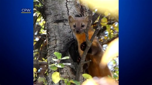 1.7K views · 63 reactions | How adorable is this face! This is an American marten, also known as a pine marten. It's very rare sighting and Colorado Parks & Wildlife shared a photo this week from Vega State Park. This animal is from the weasel and skunk family. They are excellent climbers and strong swimmers. https://cbsn.ws/3ChvFFw | CBS Colorado | Facebook
