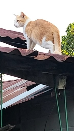 Grumpy Cat Climbs onto the Tin Roof #shorts