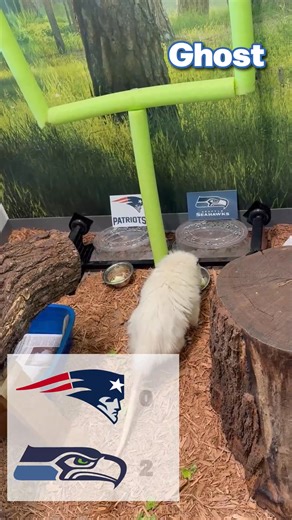 🏈🐾 SUPER BOWL PREDICTION TIME! 🐾🏈 Meet our two very opinionated opossums… Wilbur and Ghost! Today, they’re stepping into the spotlight to make their prediction… ✨ Who will win the Super Bowl?! ✨ 🎥 Watch as Wilbur confidently scurries toward his pick… …while Ghost takes a moment (as always 😄) before making his game‑day choice. Will they agree? Will they feud? Will snacks decide the outcome? Only one way to find out! 😉 Tell us below: Do you trust Team Wilbur or Team Ghost? ⬇️ Drop your Supe