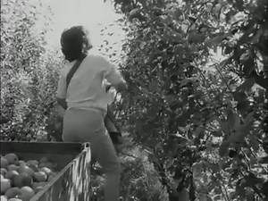 12K views · 60 reactions | #OnThisDay 1970: If Peter Piper had to pick a peck of pickled apples instead of pears, he'd probably be particularly pleased with this produce picker pickup partner. | BBC Archive | Facebook