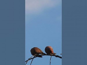 Wild Top Dove Love ep.0017 birds nature nest birdnest birdslover birdeggs birdsounds