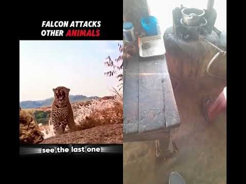 falcan attack another animal #falcon attacks