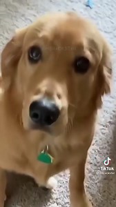 22K views · 13K reactions | Note to self. Don’t leave the  home alone for more than 4 hours. Repost from @ih8rxckstxr #petcare #puppy | Care.com | Facebook