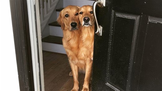 Golden retriever surprises everyone with hilarious antics