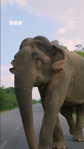 This elephant deserves all the snacks 😍 - BBC
