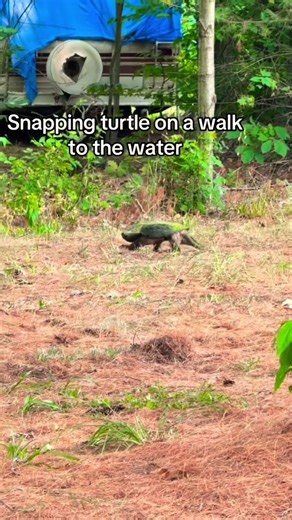 Snapping turtle on the move! #snappingturtles #seethisvideo #likeandsubscribe #slowmotion #relaxing