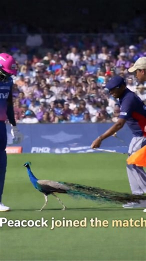 Match Ke Beech Mor Entry 🦚 Sab Has Pade 😂#ComedyScene #TrendingNow