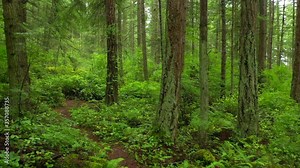 Rain Forest Trail in the Pacific Northwest. Springtime intense color in the understory and tall fir trees make for a delightful, and almost unreal, hike in this rain forest environment .