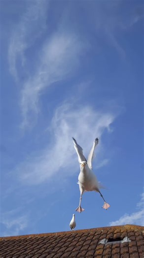 Gulls Community on Instagram: "When threats and swooping overhead don’t work, the gulls use their biological weapons. And judging by the white color of excrement, this gull is well fed and has good digestion. Usually such behavior is connected with protection of the nest or chicks during the breeding period. IG: @rudy_warman Do you have a video of gulls you’d like to share? Send it via email to preserve the video quality. I check them as often as I can, but replies might take some time. #seagull
