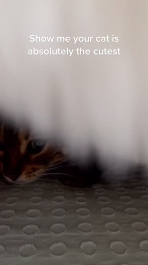 Always puts herself under the covers to sleep 🥰 #bengalsoftiktok #cutecatsoftiktok #bengalcat #fyp #foryoupage