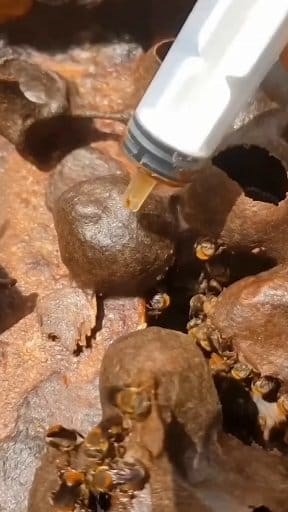 959K views · 7.9K reactions | दात साफ करा आता घरच्या घरी....? #facebookreelsviral #trendingreels #reelkarofeelkaro #facebookreels #facebookreel | Health Guru Marathi | Facebook