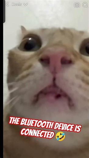the Bluetooth device is connected 🤣 #funny #catlovers