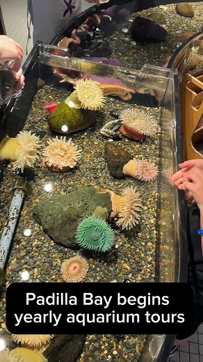 Learning about sea creatures while touching and feeding them is free at Padilla Bay National Estuarine Research Reserve. The remaining aquarium tours are July 19, August 14 and August 16. Read more at goskagit.com! #skagit | Skagit Valley Herald