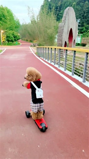 爱骑滑板车的小布丁