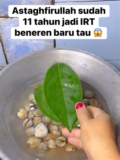 Cara Masak Kerang Tanpa Bau Amis yang Efektif