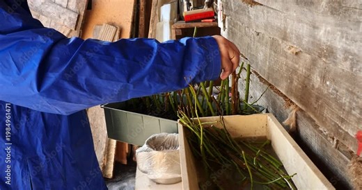 Male gardener's hands dipping rose cuttings in rooting hormone before planting them in a container with soil, a common method for propagating new plants from stems in horticulture.