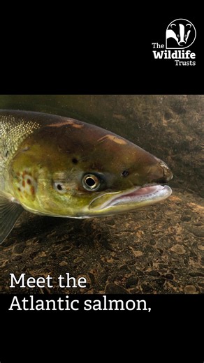 1.1K views · 11 reactions |  Mersey Migrations  This one might surprise you! Adult Atlantic salmon migrate from the sea, through the estuary and up the River Mersey to spawn. This spectacle occurs between September and November every year. #MerseyEstuary #ILoveTheMersey | Cheshire Wildlife Trust | Facebook