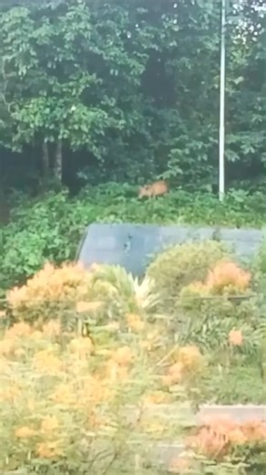 5.1K views · 182 reactions | A barking deer spotted in Assam University campus! 歷 | Mahua Sengupta | Facebook