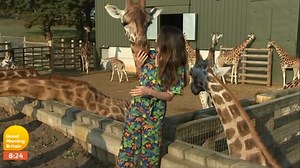 Weather presenter gets slobbered on by giraffes during live TV report