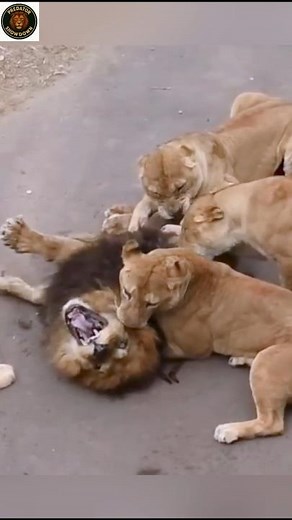 Lion vs Female Lion Battle – Power of the Jungle!