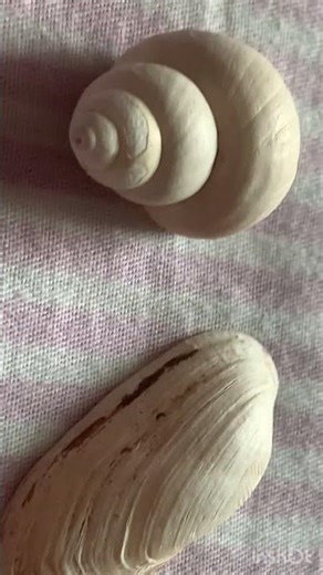 My aesthetic shells collection 🐚✨| ocean treasures🌊