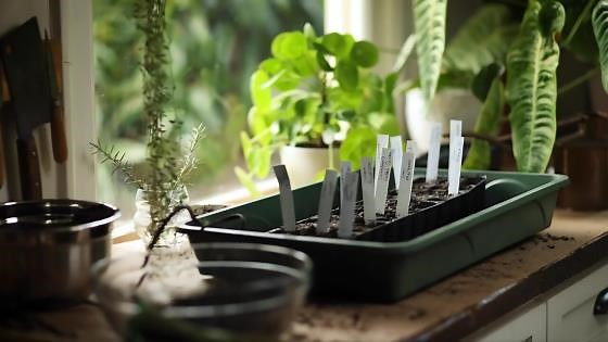 A Beginner’s Guide to Growing Success | Tips for Personal & Professional Growth