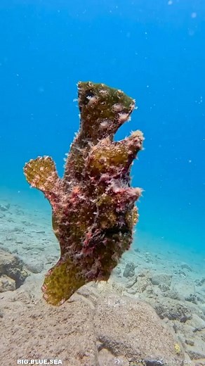 2.6K views · 2.9K reactions | Watch this incredible frogfish in motion, showcasing its unique swimming style in the underwater world  By @big.blue.sea - Frogfish can change color to blend with their surroundings. - They use their pectoral fins to “walk” along the ocean floor. - Frogfish have a lure on their head to attract prey. | Maduro Dive | Facebook