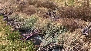 31 reactions · 3 comments | It's been a busy few weeks at the farm harvesting various seed crops such as kale, peas, and fava beans. | Territorial Seed Company | Facebook