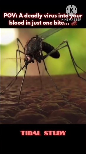 The Deadly Bite: How Aedes Mosquito Spreads Dengue Fever 🤯🦟
