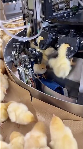 How Mass Farms Process Baby Chicks 🐥