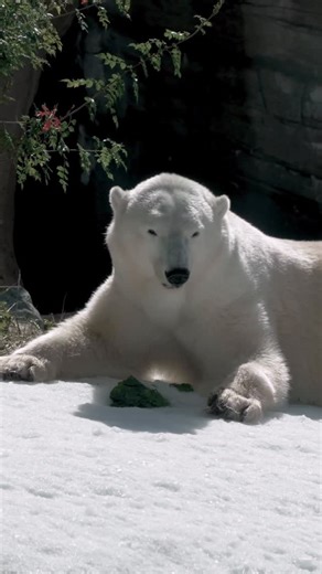 San Diego Zoo on Instagram: "They’re not just regular bears, they’re cool bears 🐻‍❄️🧊 Polar bears Chinook and Tatqiq were rescued as orphaned cubs and today thrive as ambassadors for their species, showing the un-bear-lievable impact of second chances. By observing the polar bears in our care, we’re able to support our partners in advancing research that helps protect polar bears in their native Arctic habitats. #janubeary #polarbear #sandiegozoo"