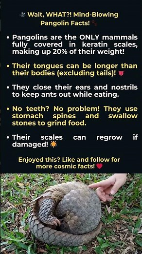 The Secret Life of Pangolins: Scales, Tongues, and Survival