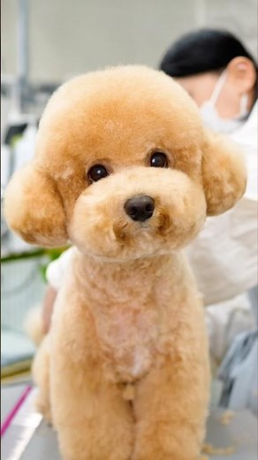 Tiny Poodle Puppy Turns Into a Teddy Bear 🐶🧸
