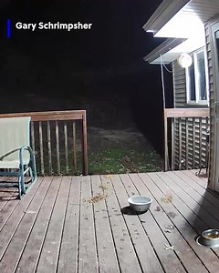 A man in Oregon, Illinois wasn't sure who was stealing his cat's food until he caught this bandit in the act! 🦝 | Gray Media Digital Content Center