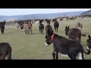 75 donkeys enjoying turnout at Kennel Barn - The Donkey Sanctuary
