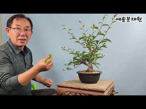 분재관리 577강 명품을 향한 손질- 지난 봄 분올림한 수사해당의 가지정리