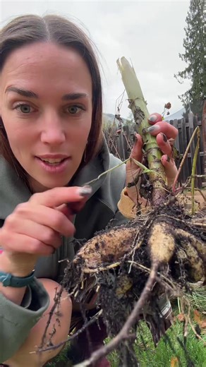 These are dahlia tubers! I grew some beautiful dahlias this past summer in my garden and since the tubers won’t survive the Canadian winters in the garden, I had to dig them up so we can have tubers to plant next year and a garden filled with beautiful flower blooms! #flowergarden #garden #gardening #greengardengoddess