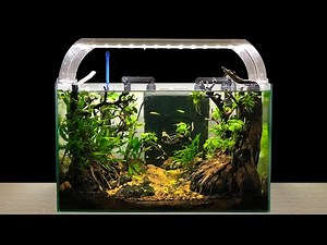 How to keep the Fish Tank Fresh (secret shrimp eat moss)