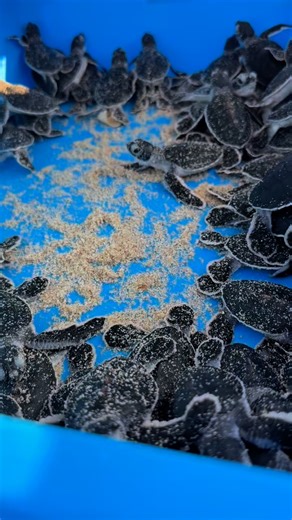 1.2K views | Baby Turtle Release - one of most Nature’s Heartwarming Act. | The Taaras Beach & Spa Resort | Facebook